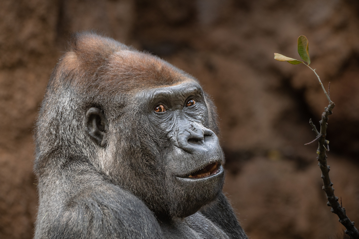 Pillow of Lowland gorilla adult male silverback in zoo, USA