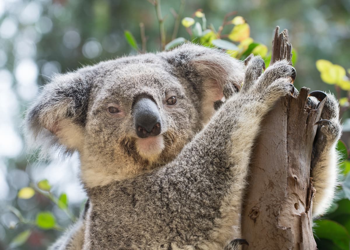 Keeper Interview: Behind the Scenes of a Koala Introduction - Los Angeles  Zoo and Botanical Gardens