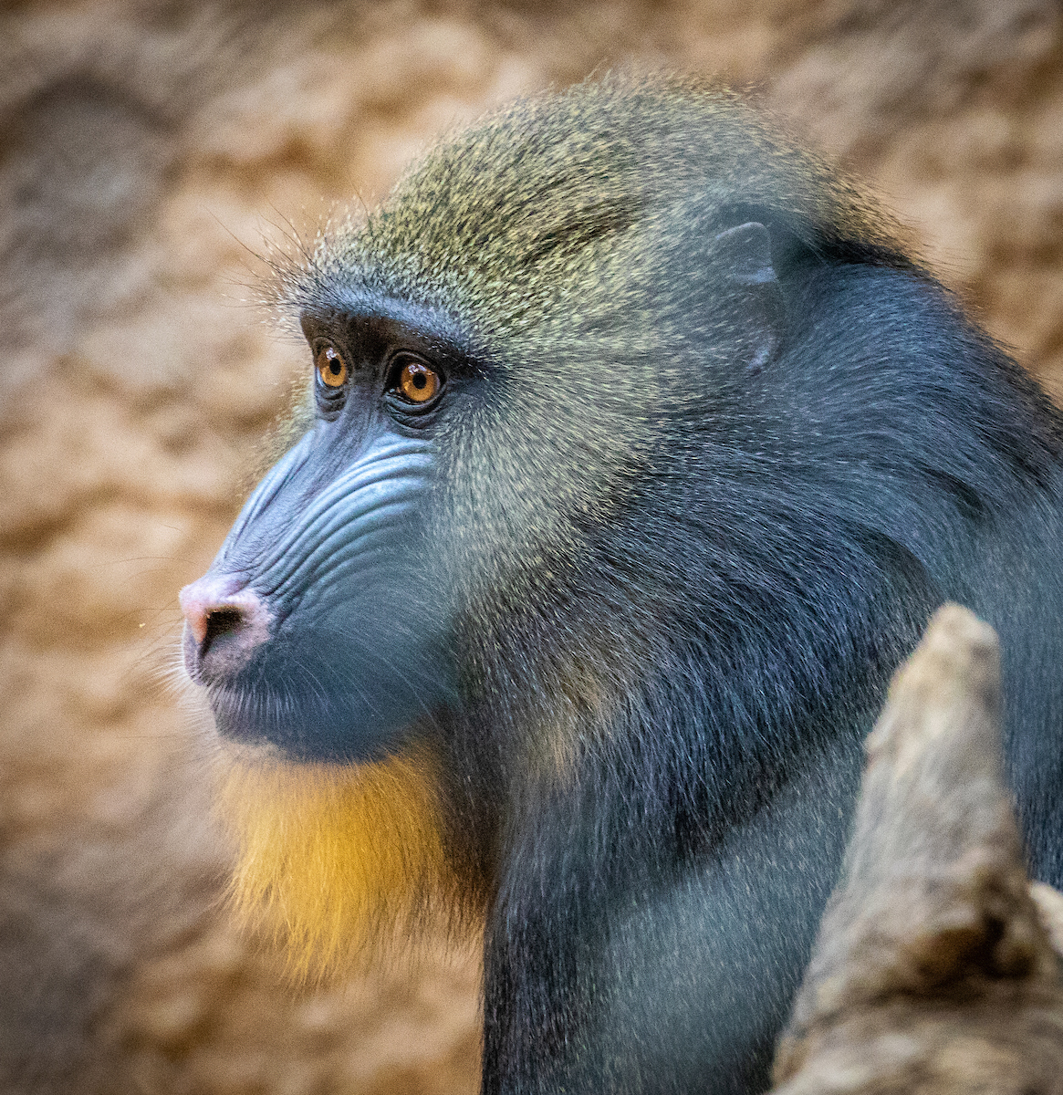 african mandrill