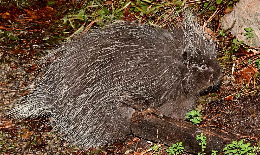 Bag-O-African Porcupine Quills
