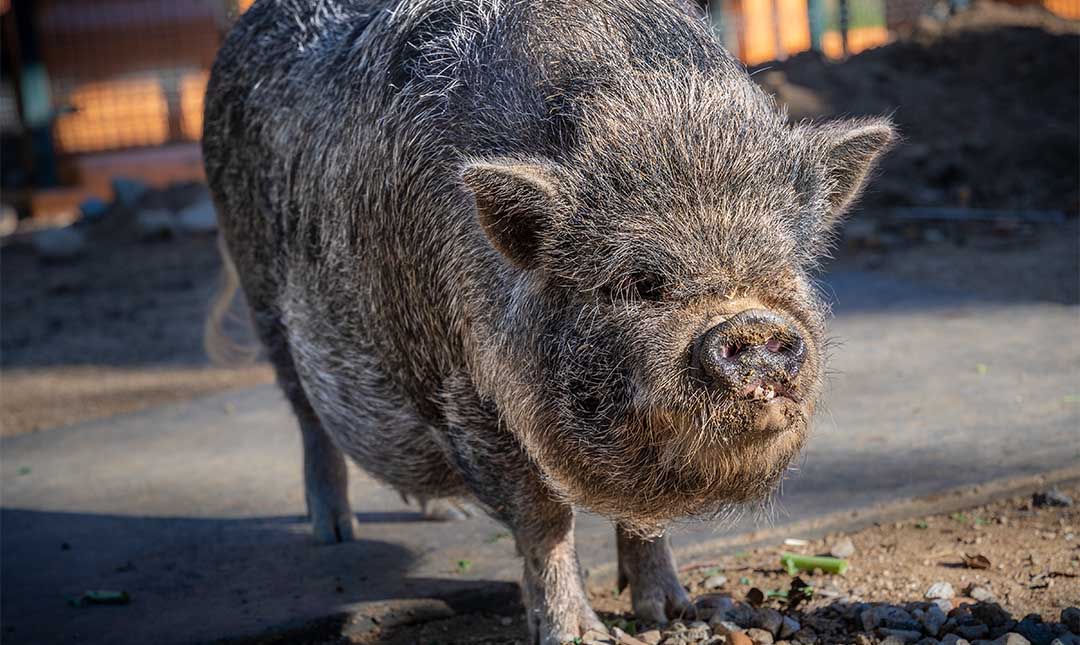 Asian pot clearance belly pig