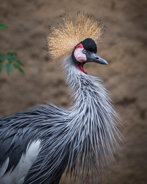 Side view of the west of the African crane.