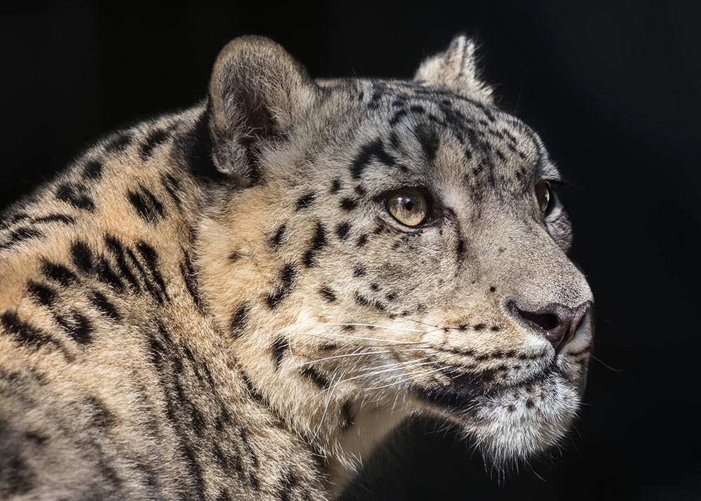 Profile of an adult snow leopard looking off to the side distance against a black background