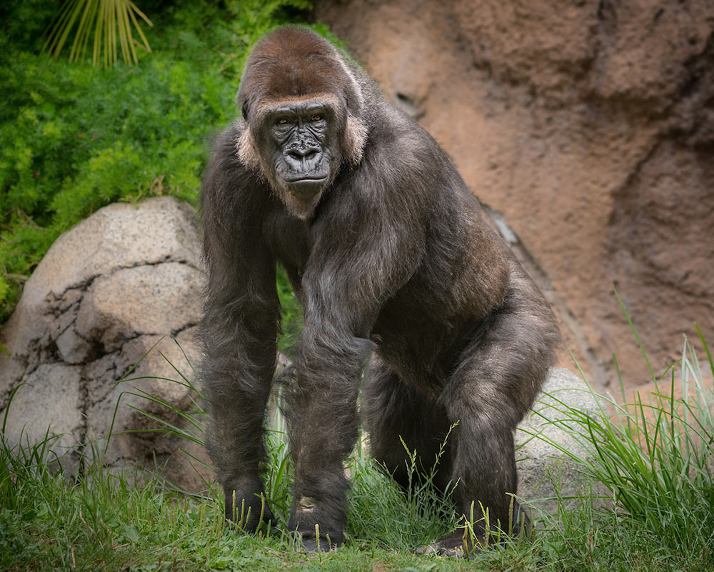 Pillow of Lowland gorilla adult male silverback in zoo, USA