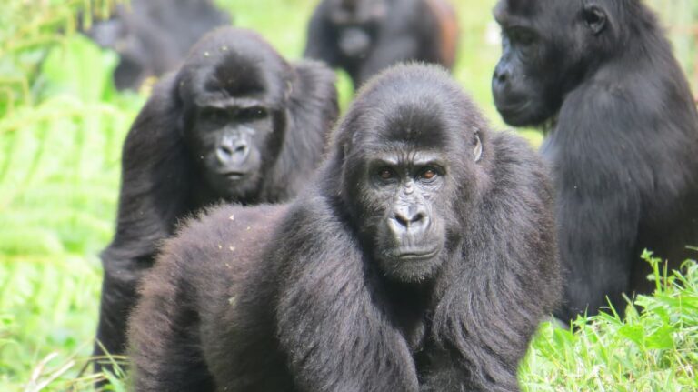Call of the Wild Gorillas