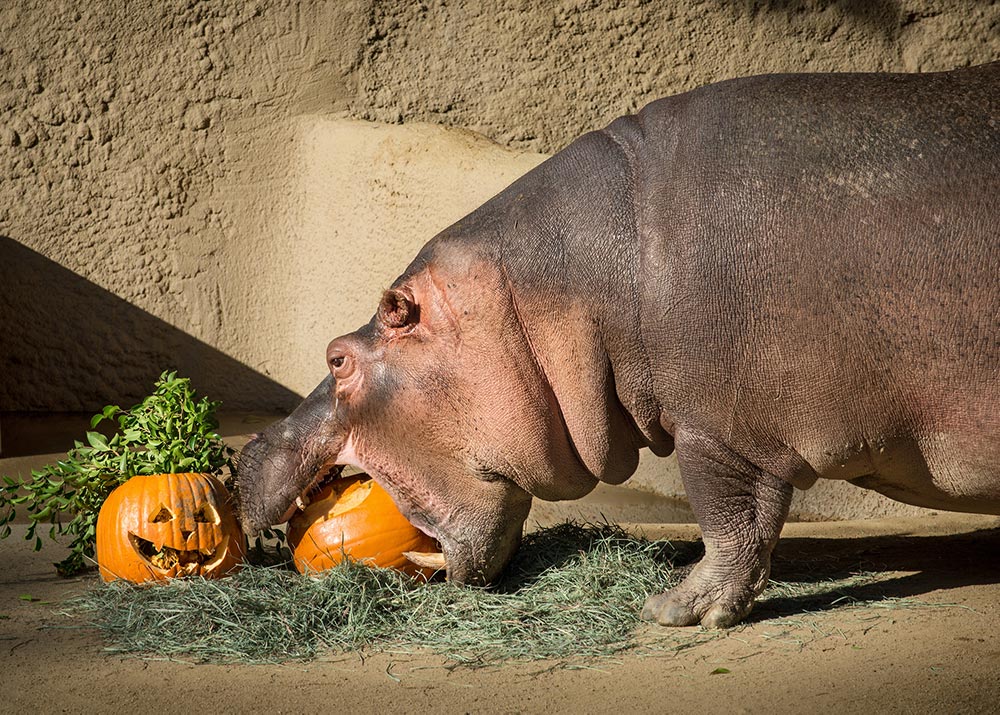 Hippo eating a pumpkin
