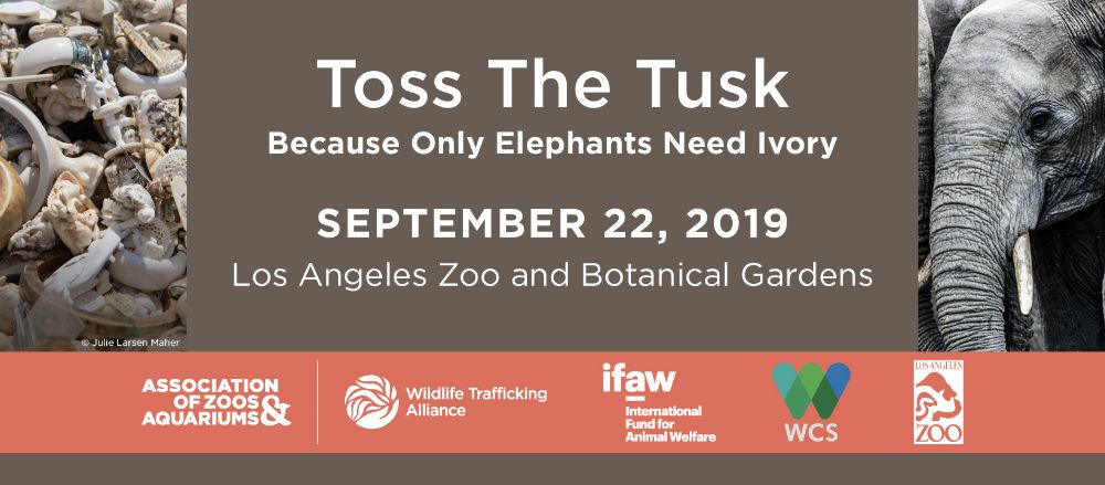 Toss the Tusk information