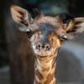 Female Masai giraffe calf