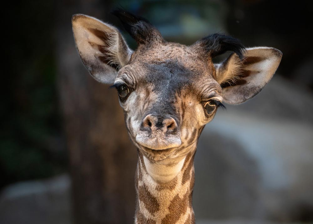 Female Masai giraffe calf