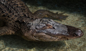 Alligator Reggie