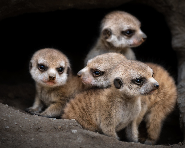 Four meerkat pups cluster together on a rock