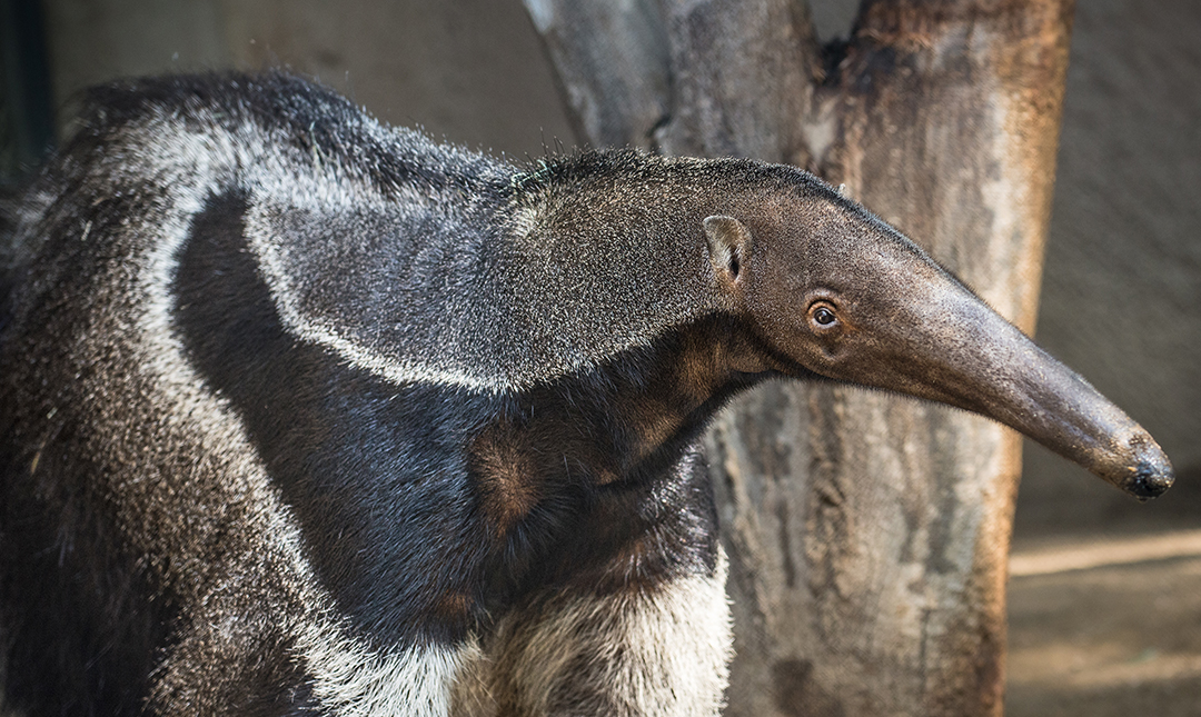 side view of an anteater with an elongated snout and brown and tan fur standing in a zoo enclosure