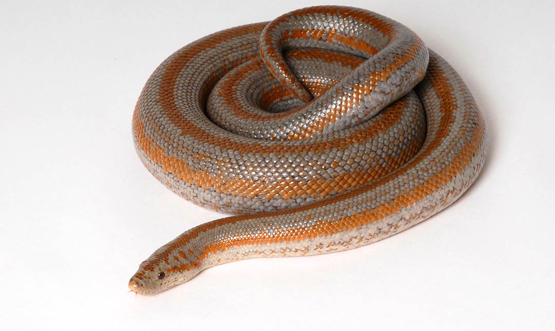 Rosy Boa in Cayos Cochinos, Boa constrictor in Honduras