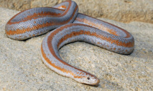A small snake with a gray and orange striped body basking on a granite rock.