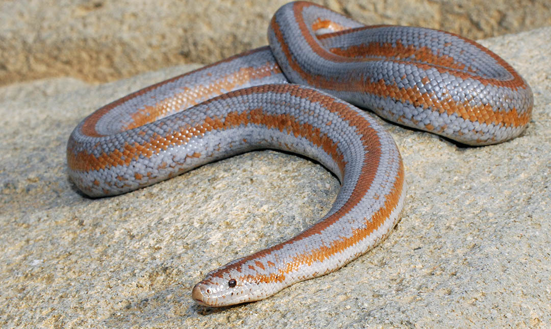 Rosy Boa in Cayos Cochinos, Boa constrictor in Honduras