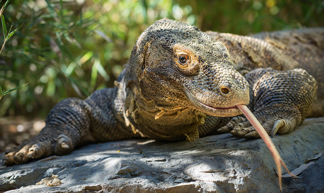 komodo dragon