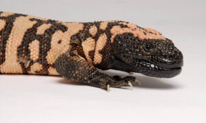 close up of a large lizard with black and tan beaded skin against a white background