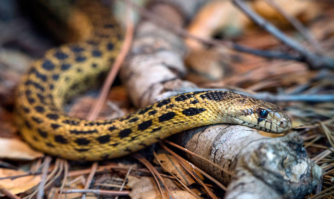 Gopher Snake Los Angeles Zoo and Botanical Gardens