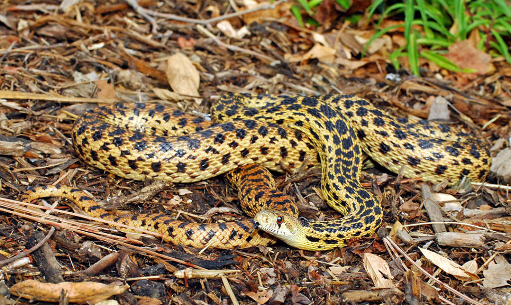 gopher-snake-los-angeles-zoo-and-botanical-gardens-la-zoo