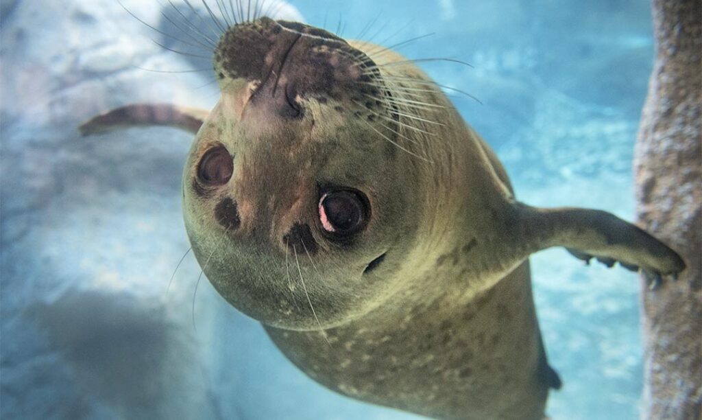 harbor seal upside down underwater