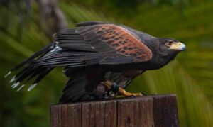 A Harris’s Hawk in the bird show.