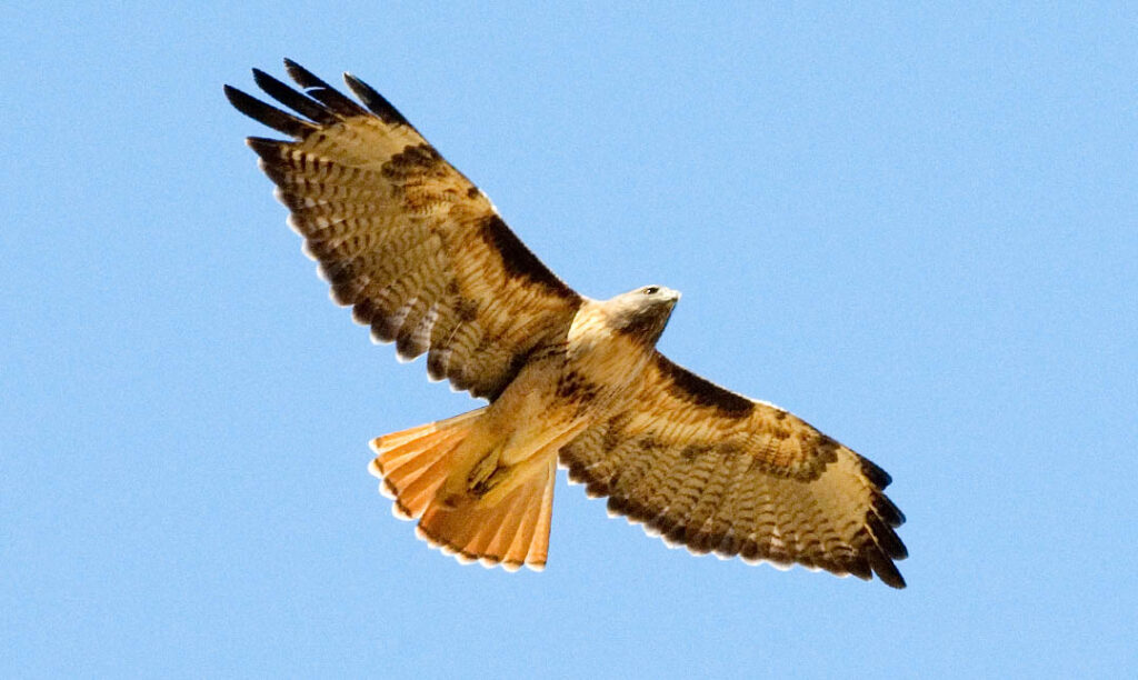 Red-tailed Hawk - Los Angeles Zoo And Botanical Gardens