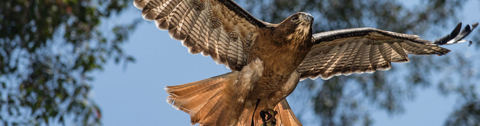 Red-Tailed Hawk - Los Angeles Zoo and Botanical Gardens (LA Zoo)