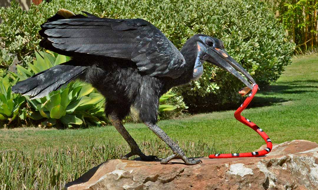 One of the Zoos Ground hornbills in the birdshow.