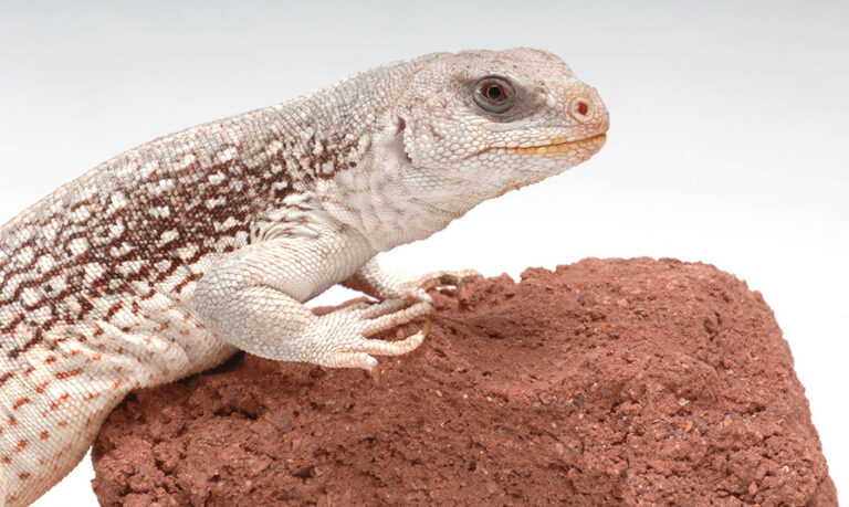 Reptiles - Los Angeles Zoo and Botanical Gardens