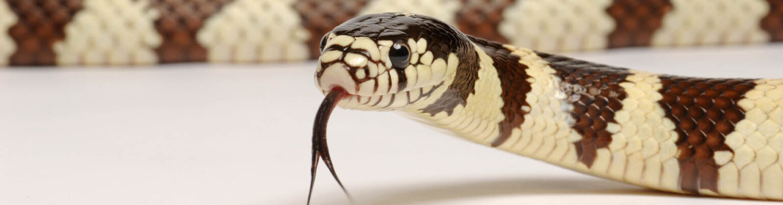 Reptiles - Los Angeles Zoo and Botanical Gardens
