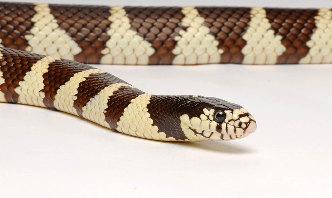 California Kingsnake Los Angeles Zoo and Botanical Gardens