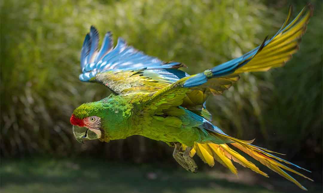 Military Macaw