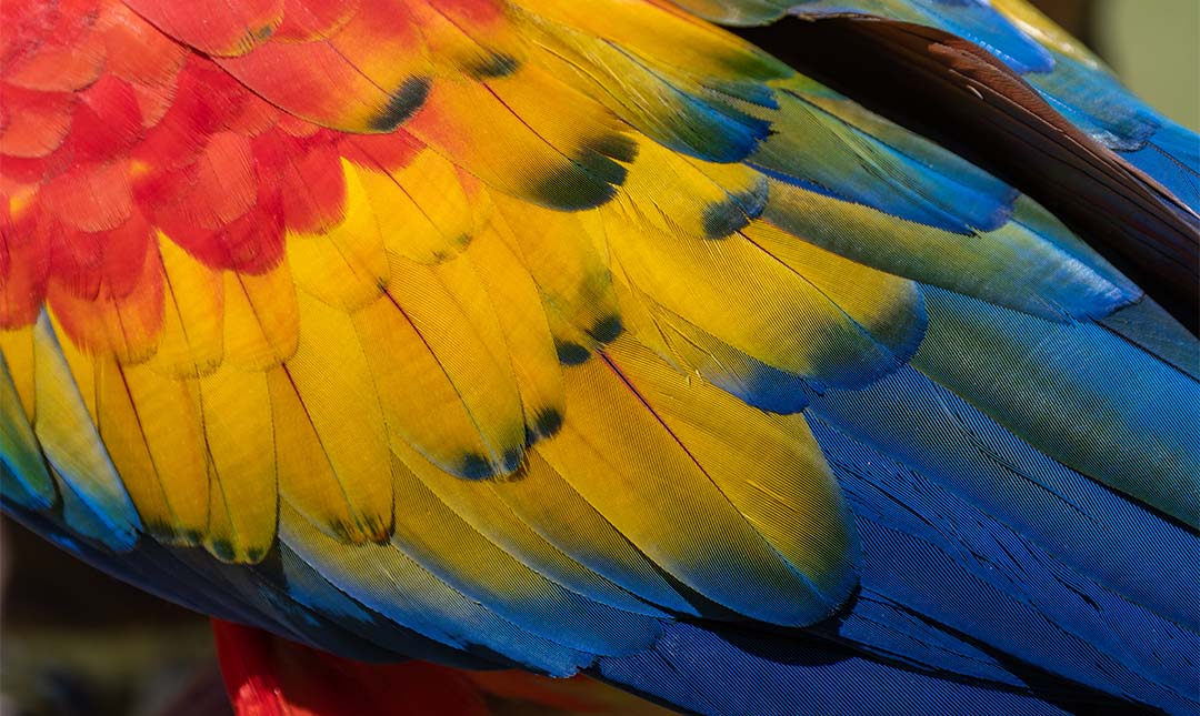 Close up of a scarlet macaw's wing shows brightly colored red, yellow, and blue feathers