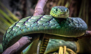 mamba close up.