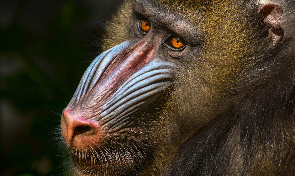 Mandrill, The Largest Monkey of Africa - Taman Safari Bali