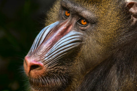 Mandrill - Los Angeles Zoo and Botanical Gardens (LA Zoo)