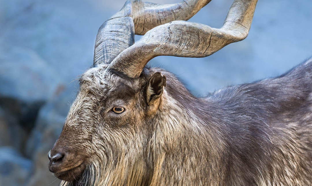 A male markhor was shaggy tan-gray fur and large spiraling horns