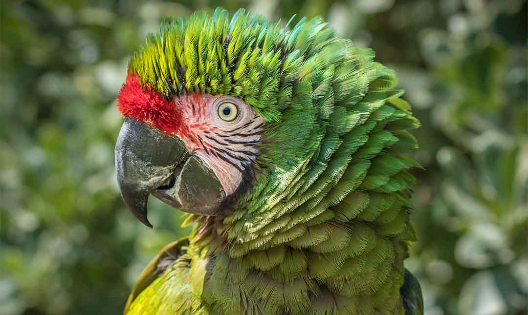 Close up on the Military Macaw.