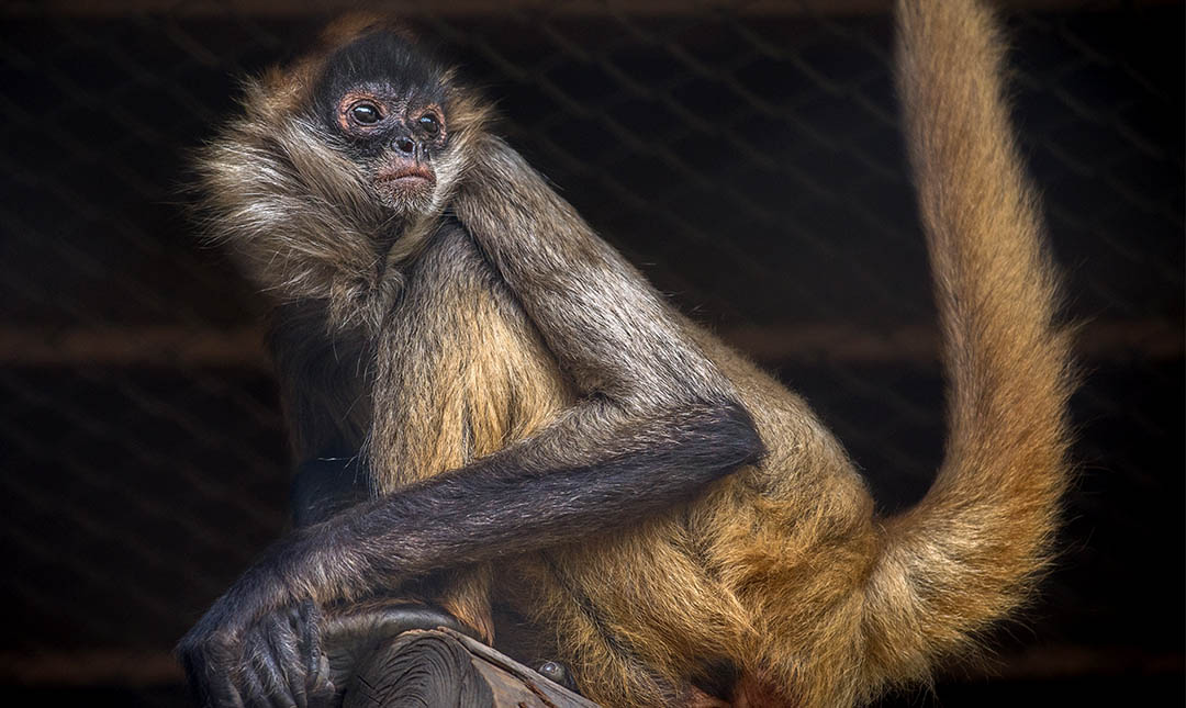 Geoffroy's Black-Handed Spider Monkey - Los Angeles Zoo and Botanical  Gardens