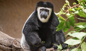 Adult monkey a black body and white hair on its back and circling its face. 