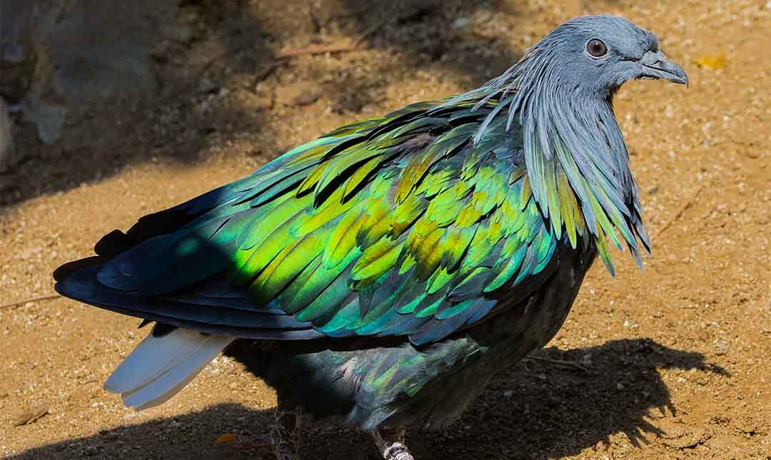 side view of a colorful pigeon with gray and bright green plumage