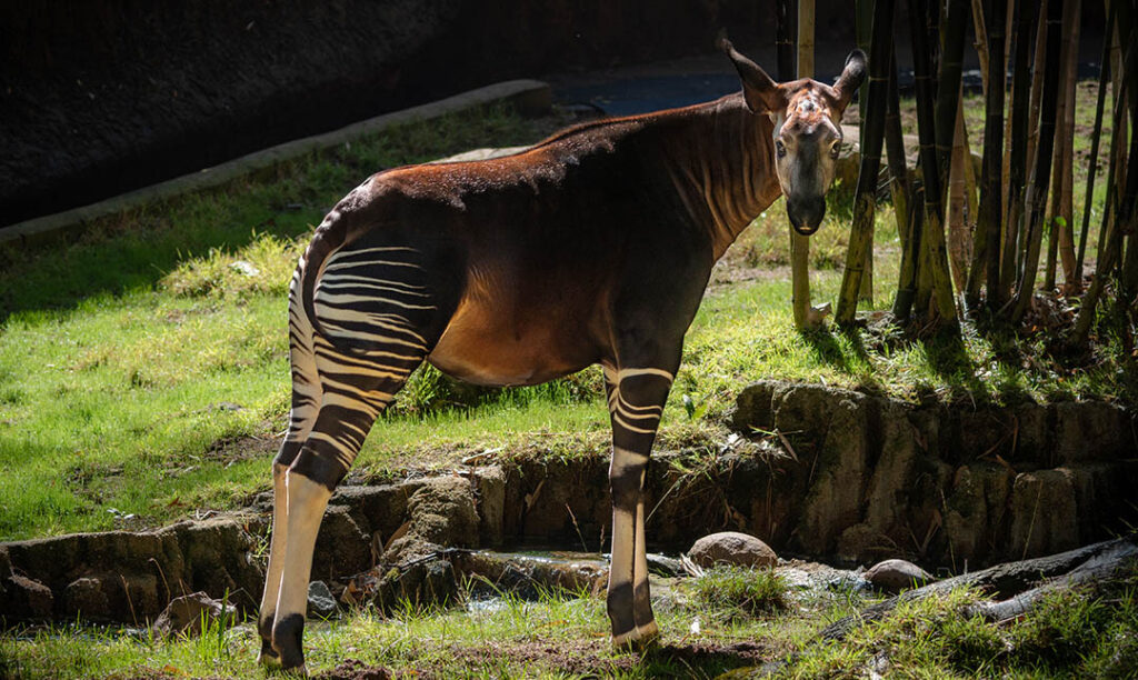 Okapi Los Angeles Zoo And Botanical Gardens La Zoo