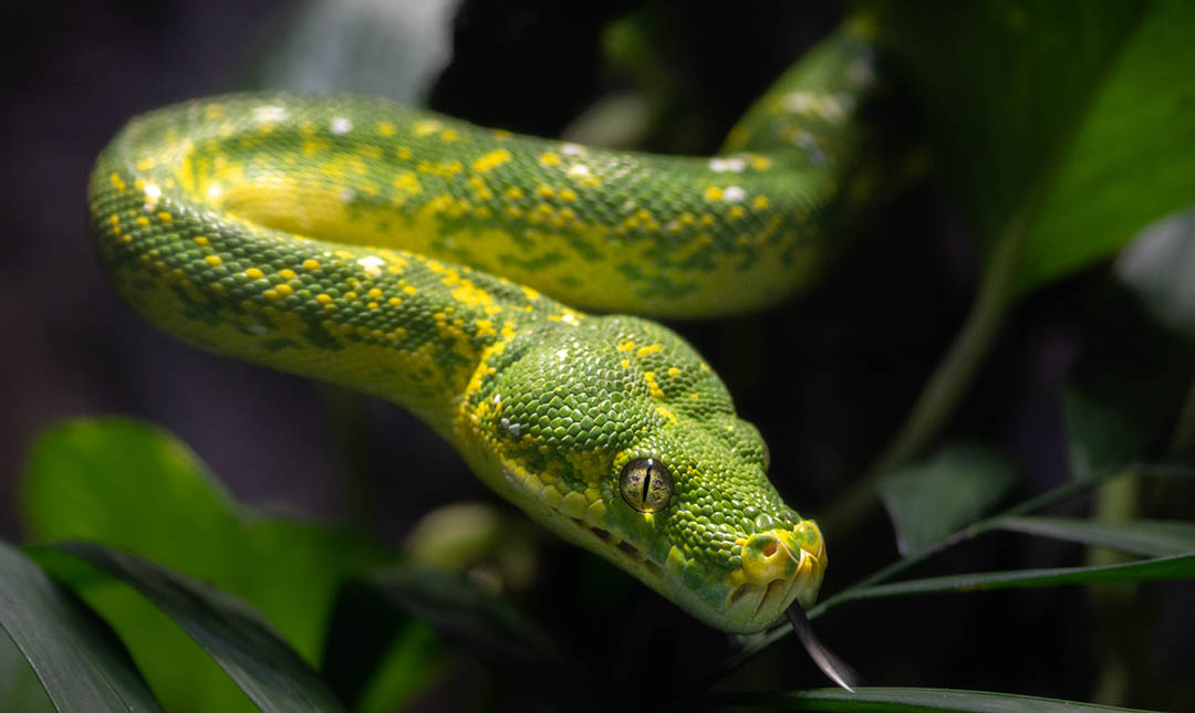 tropical rainforests snakes