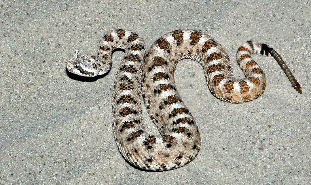 Rattlesnakes - Los Angeles Zoo and Botanical Gardens