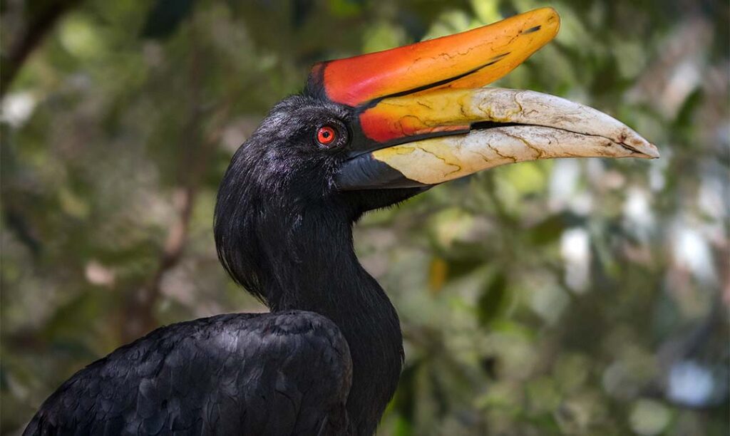 Birds - Los Angeles Zoo and Botanical Gardens