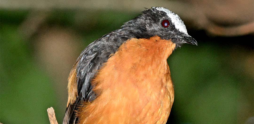 Bird with orange breast feathers and a white crown of feathers on its black head