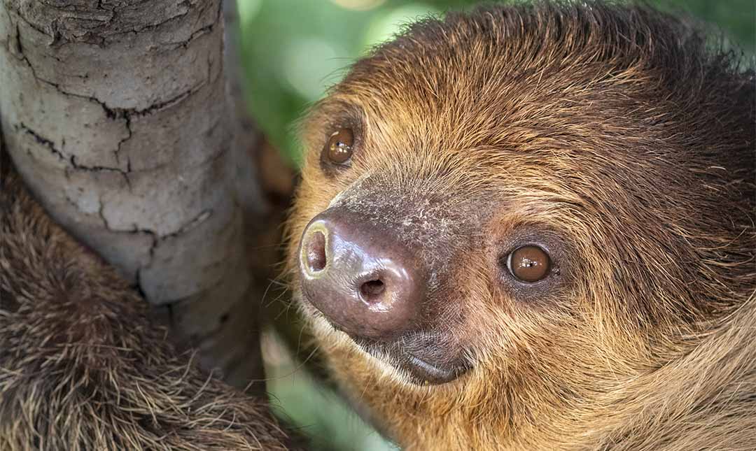 A close up view of a sloth grasping a tree with greenery in the background