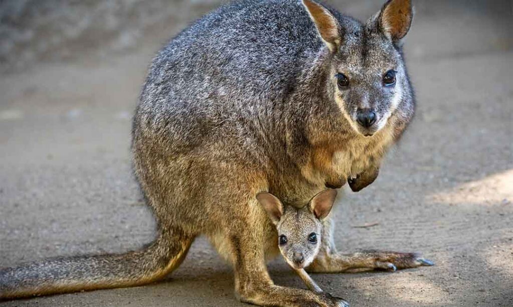 A wallaby mother with a joey peeking out of its pouch