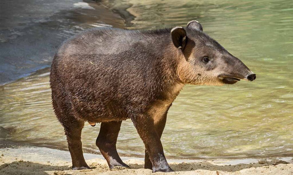 full body side view of a Bairds tapir, a large hooved mammal with an elongated snout, standing on the edge of a pool