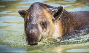 Mountain tapir eating